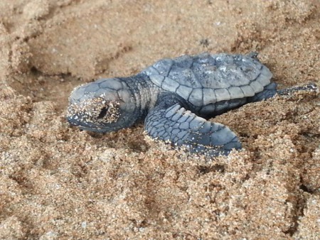 Tartaruga Marinha 